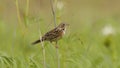 ÃÂ¡hestnut-eared bunting Emberiza fucata - Khingan nature reserve